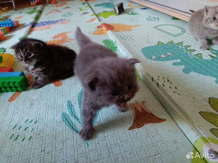 Британская