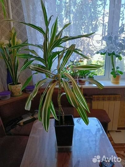 Пальма драцена и кактус молочай беложильчатый