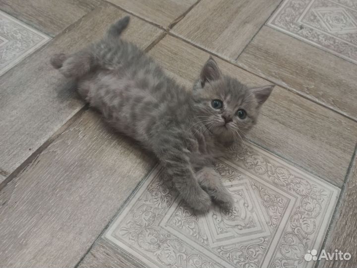 Британские котята