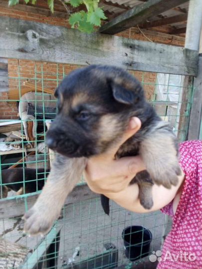 Щенки немецкой овчарки