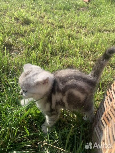 Британская кошка