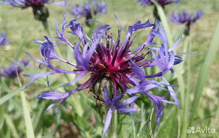 Многолетники