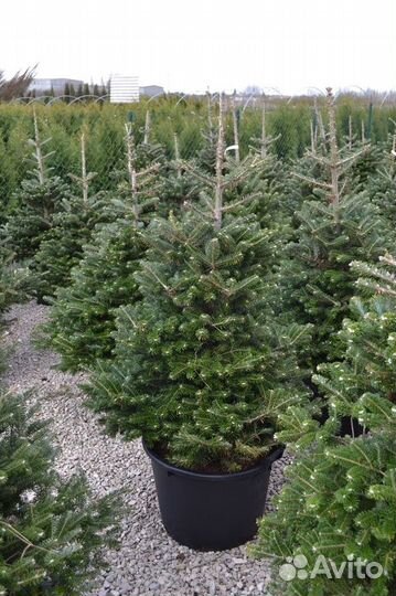 Корейская пихта с доставкой