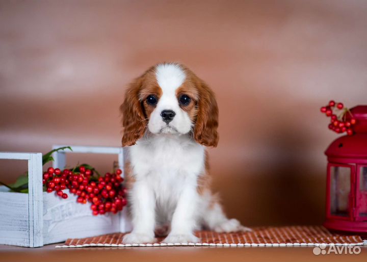 Кавалер Кинг Чарльз Спаниель
