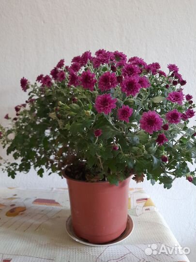 Хризантема в горшке
