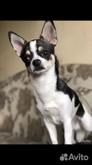 Чихуахуа мальчик