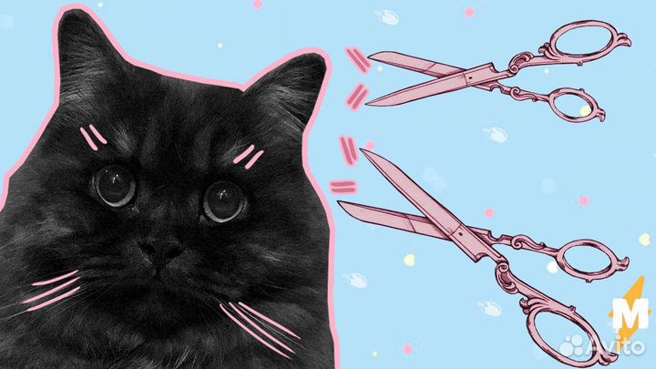 Стрижка собак бесплатно йорк, шпиц, Пудель, кот