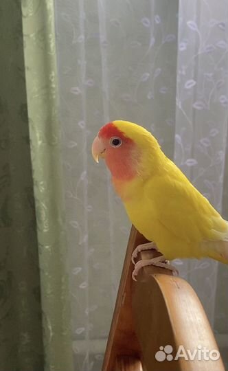 Неразлучник