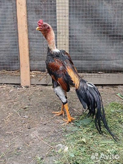 Бойцовая птица