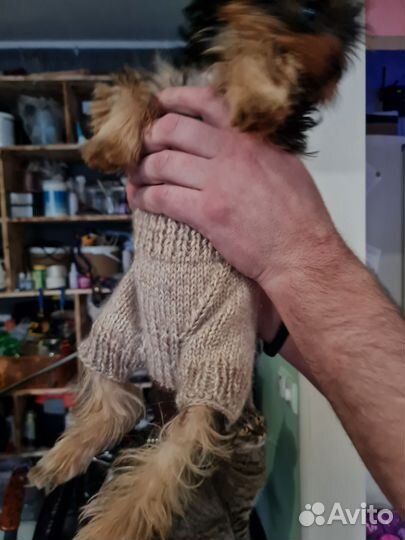 Вязаный костюм зимний на маленькую собаку