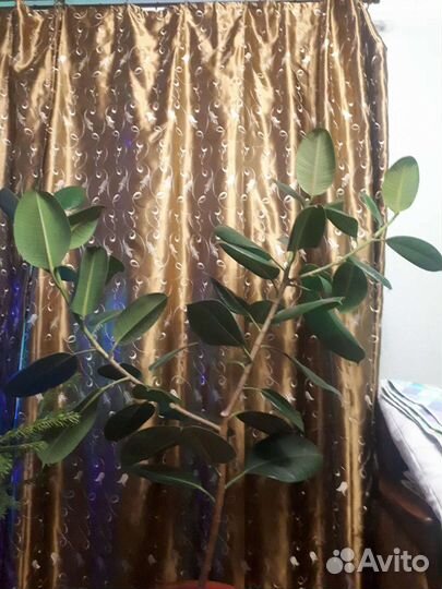 Фикус 4-5 лет