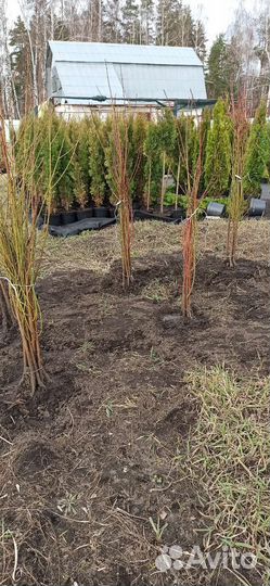 Саженцы Персиков Нектарины Абрикосы