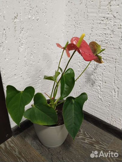 Комнатные растения цветы антуриум