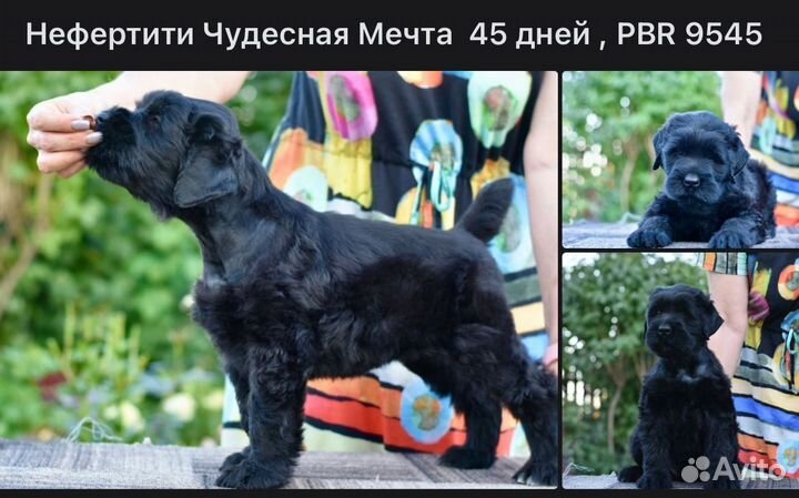 Щенки Русского Черного Терьера