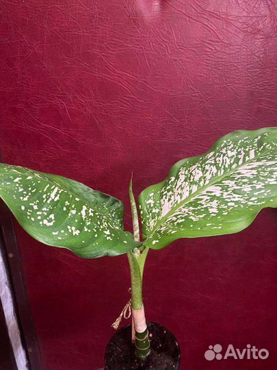 Диффенбахия