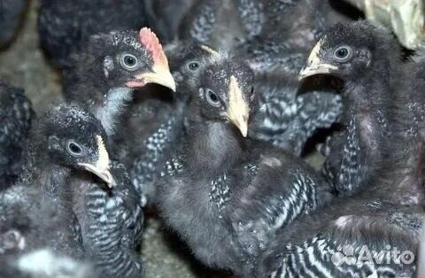 Цыплята доминанты