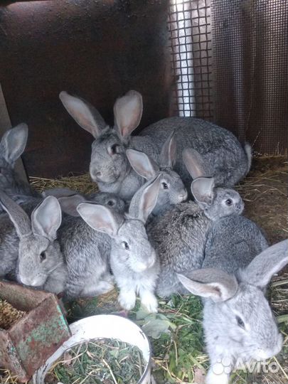 Крольчата