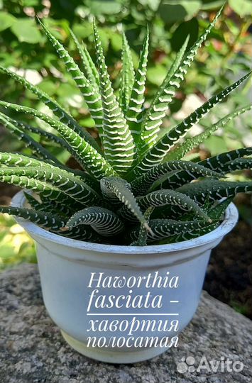 Хавортия Fasciata