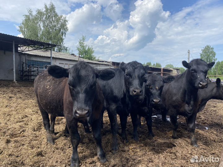 Нетель породы Абердина-Ангус