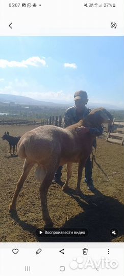 Плембараны