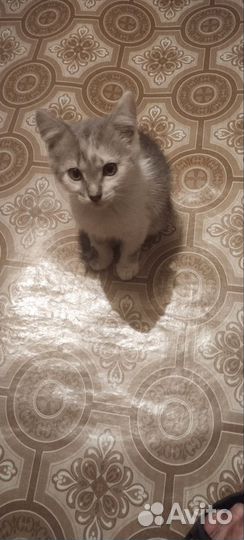 Отдадим в добрые руки котёнка