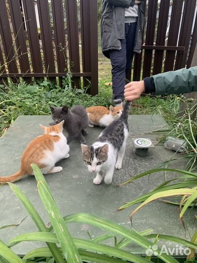 Котята в добрые руки