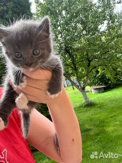 Серый котенок в перчаточках ищет дом