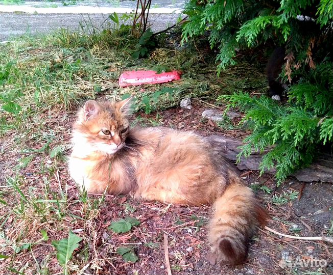 Котята ищут добрых хозяев