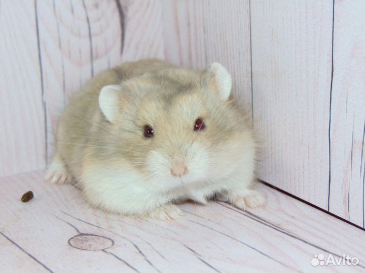 Карликовые хомяки, хомяки кэмпбелла