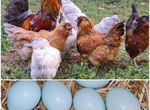 Амераукана инкубационное яйцо