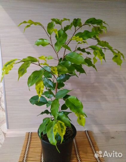 Фикус бенджамина пестролистный