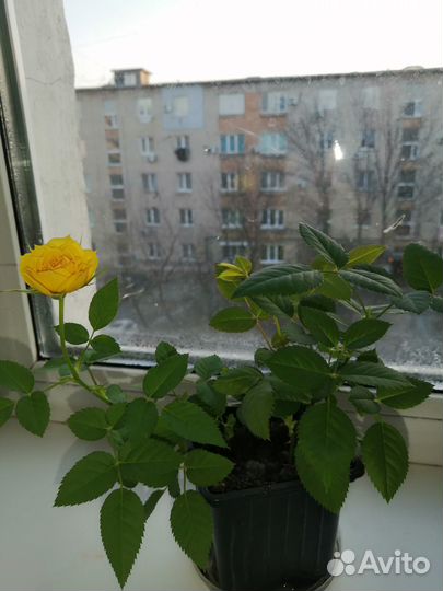 Роза жёлтая комнатная