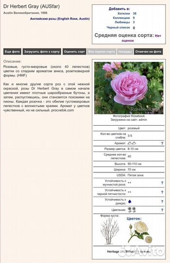 Английская роза Доктор Герберт Грей