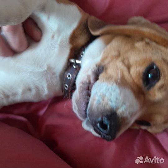 Вязка собак бигль