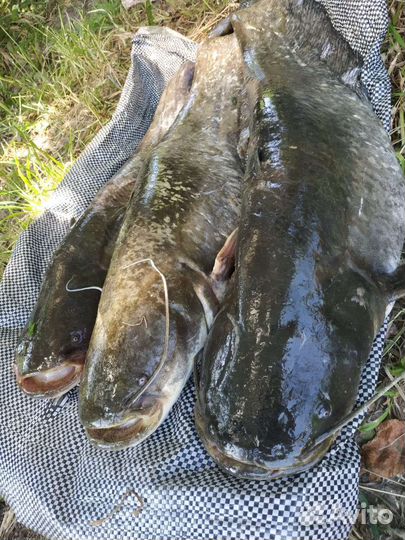 Волжская рыба, сом