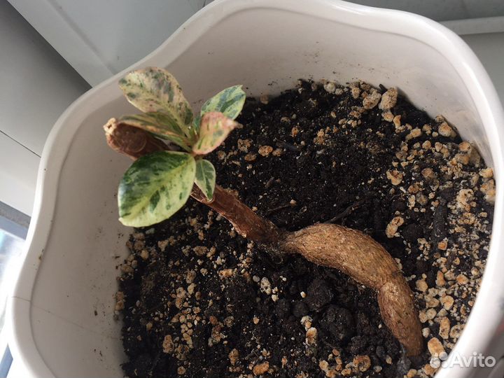 Фикус шривериана