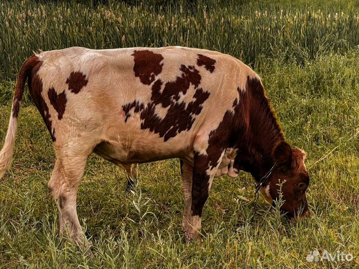 Бычки и телки