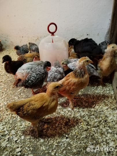 Цыплята с частного подворья