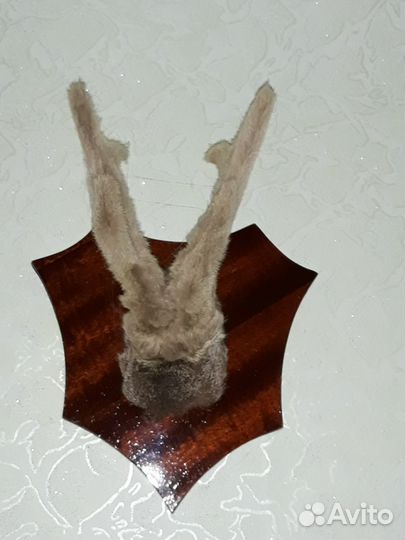 Коллекция рогов