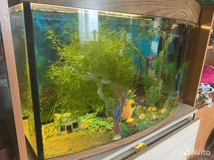 Аквариум