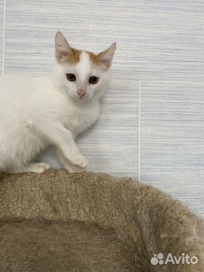 Милый котик