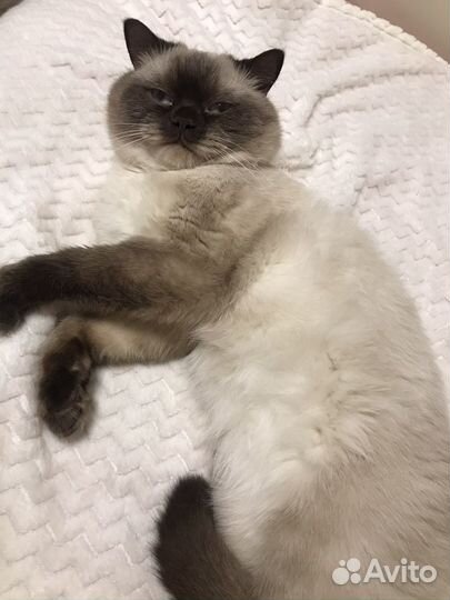 Ответственная передержка животных/рептилий