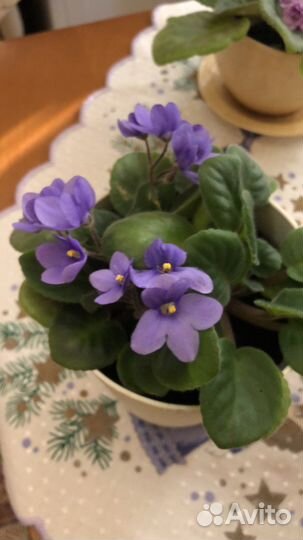 Фиалка Поль Баньян