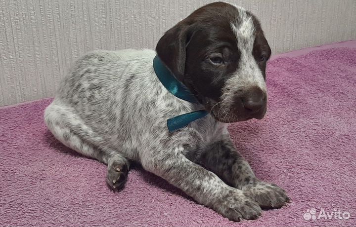 Щенки курцхаара