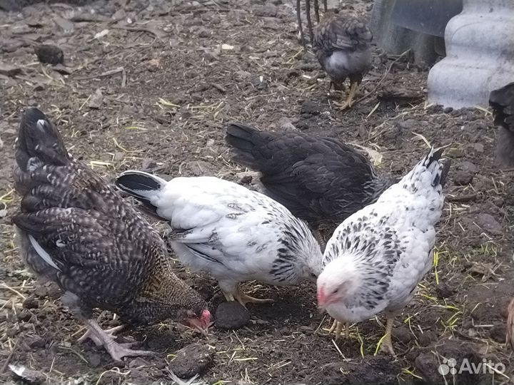 Цыплята подрощенные