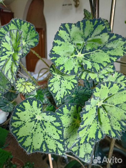 Бегония королевская. Взрослые растения