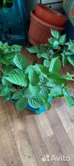 Саженцы ежевики крупноплодной