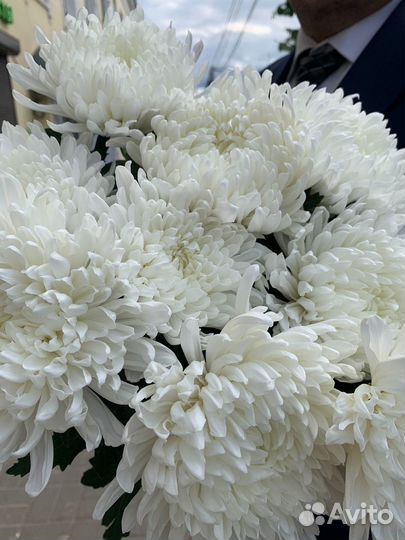 Букет из 9 хризантем с доставкой