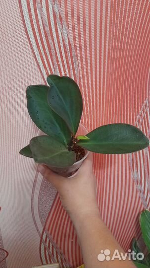 Пеперомии клузиелистная и вариегатная