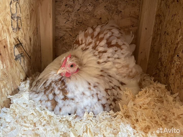 Породистые птицы